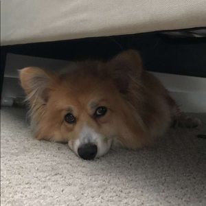 Meet your Posher, Jamie